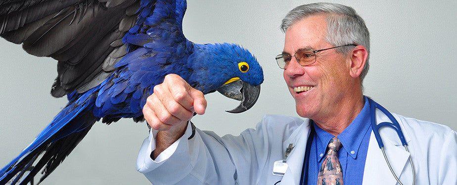 Hormonal Parrots: Part 5 Clinical Presentation at the Vet