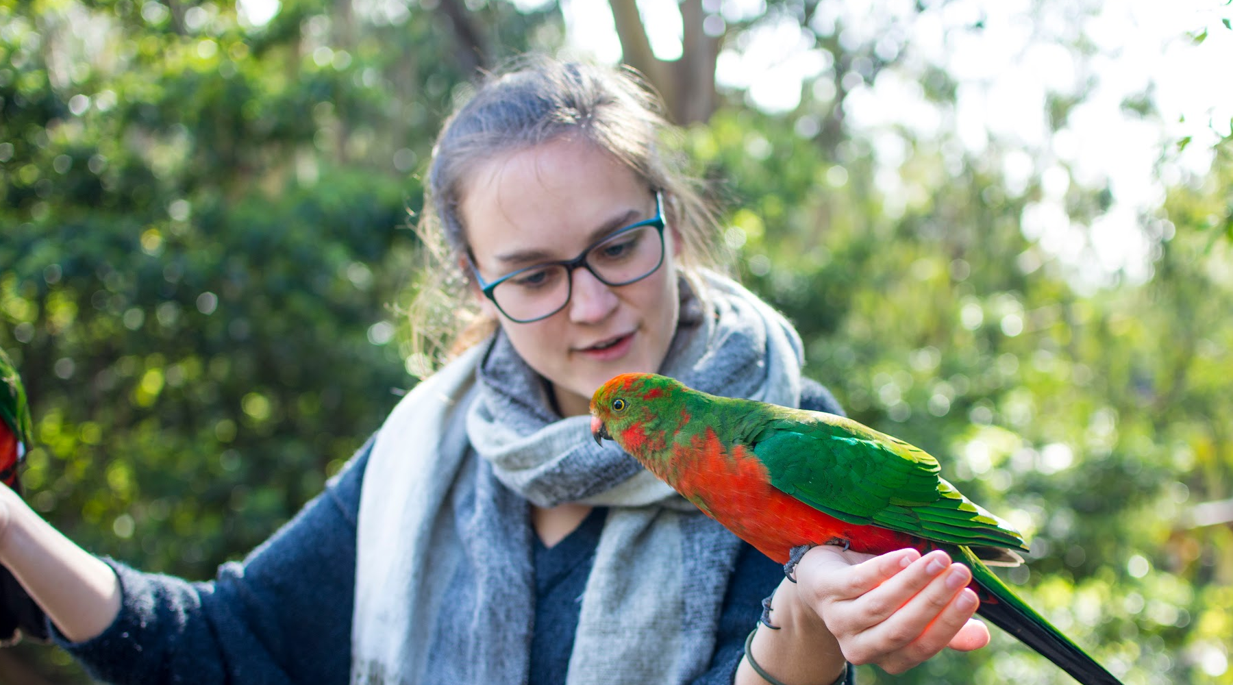 pet bird care