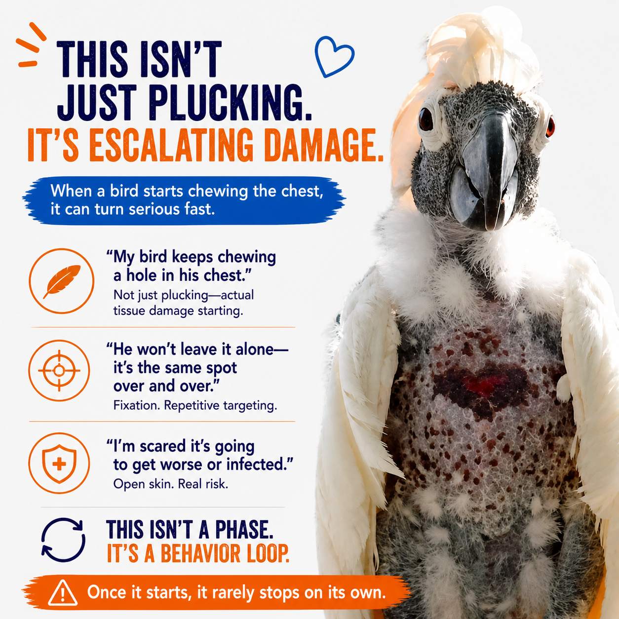 BeakGuard bird vest describing how it supports birds that self mutilate their chest