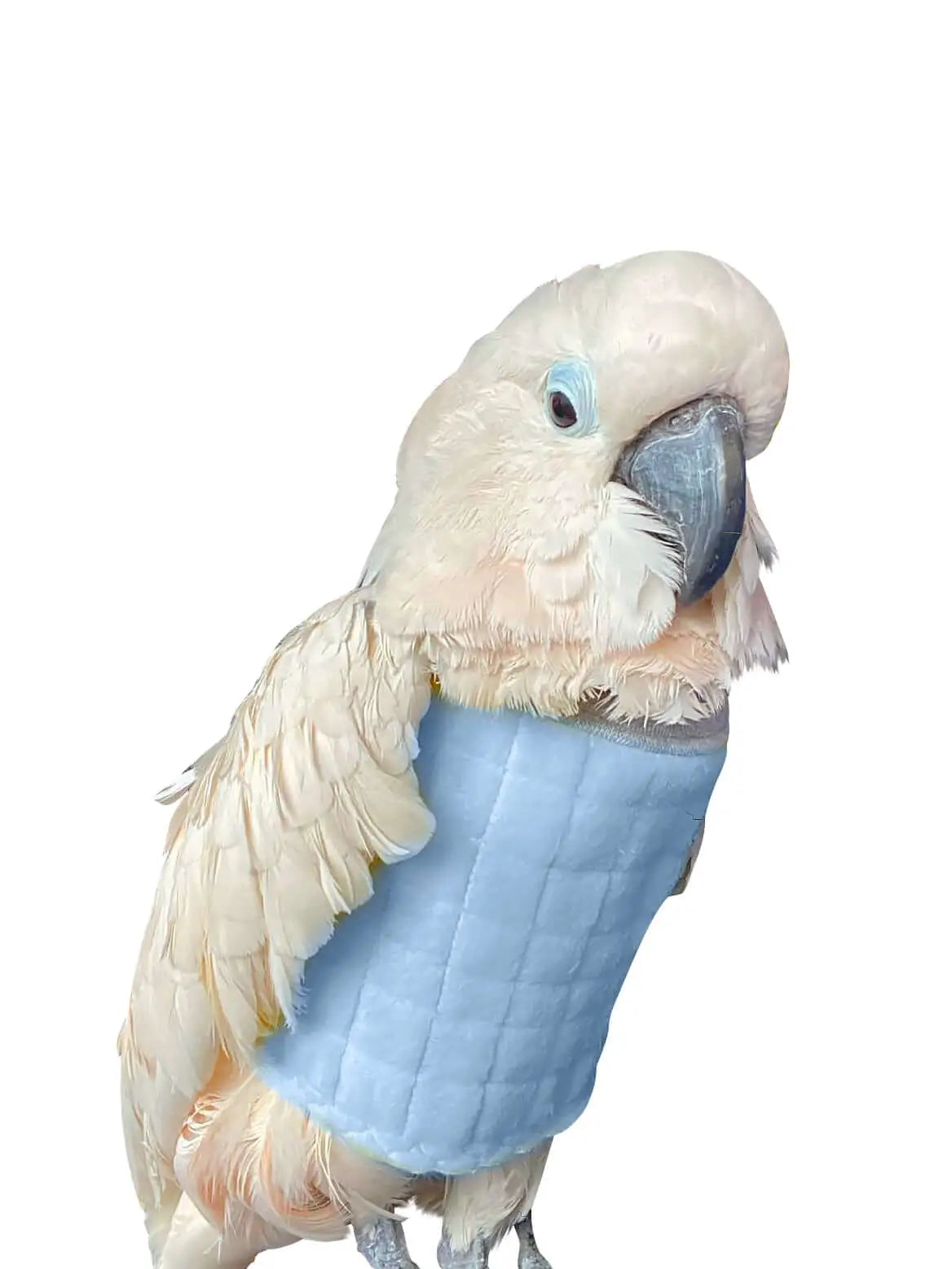 Beakguard bird vest on a cockatoo that self-mutilates