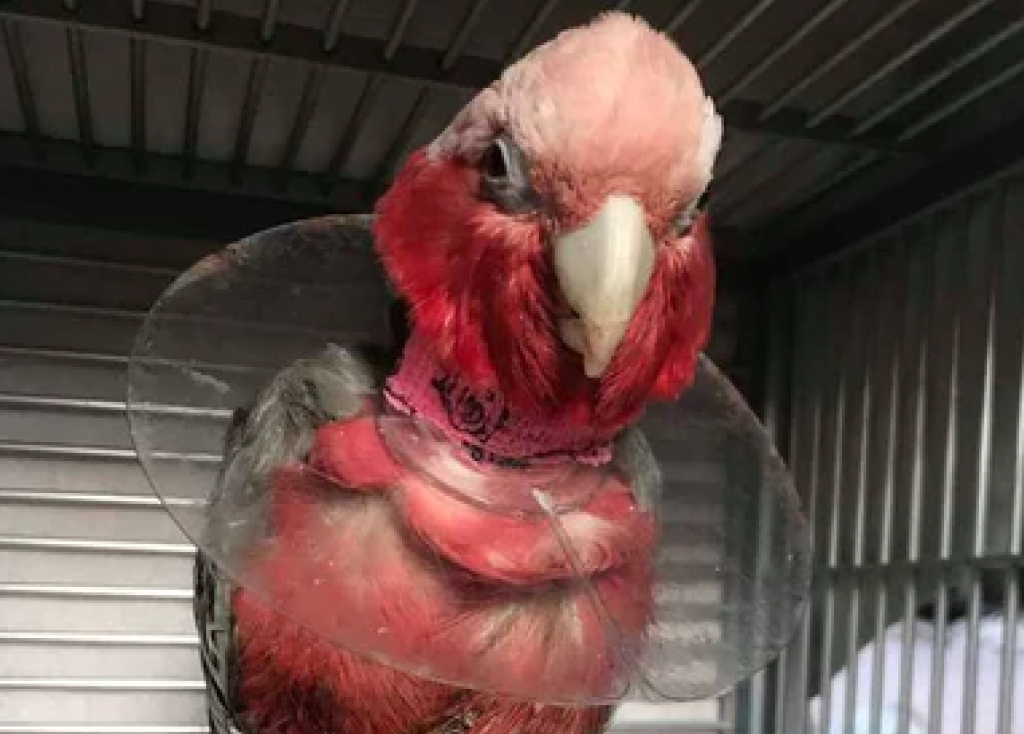 pet bird care
