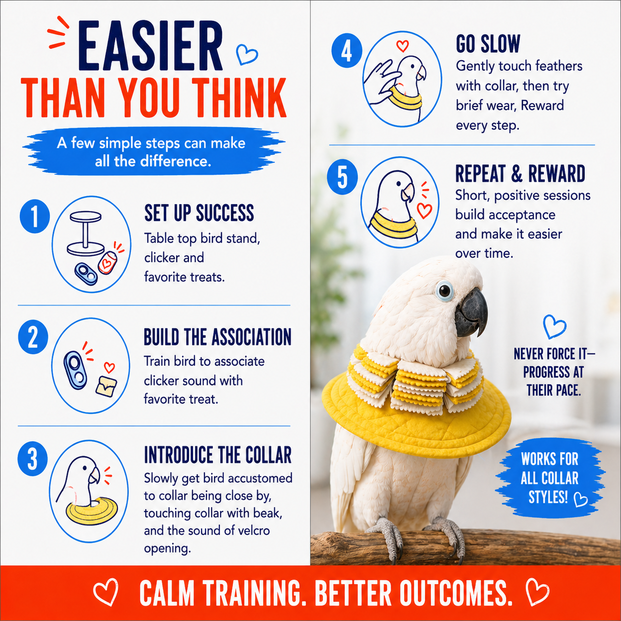 Infographic on bird training with a parrot wearing a yellow collar, set against a white background.