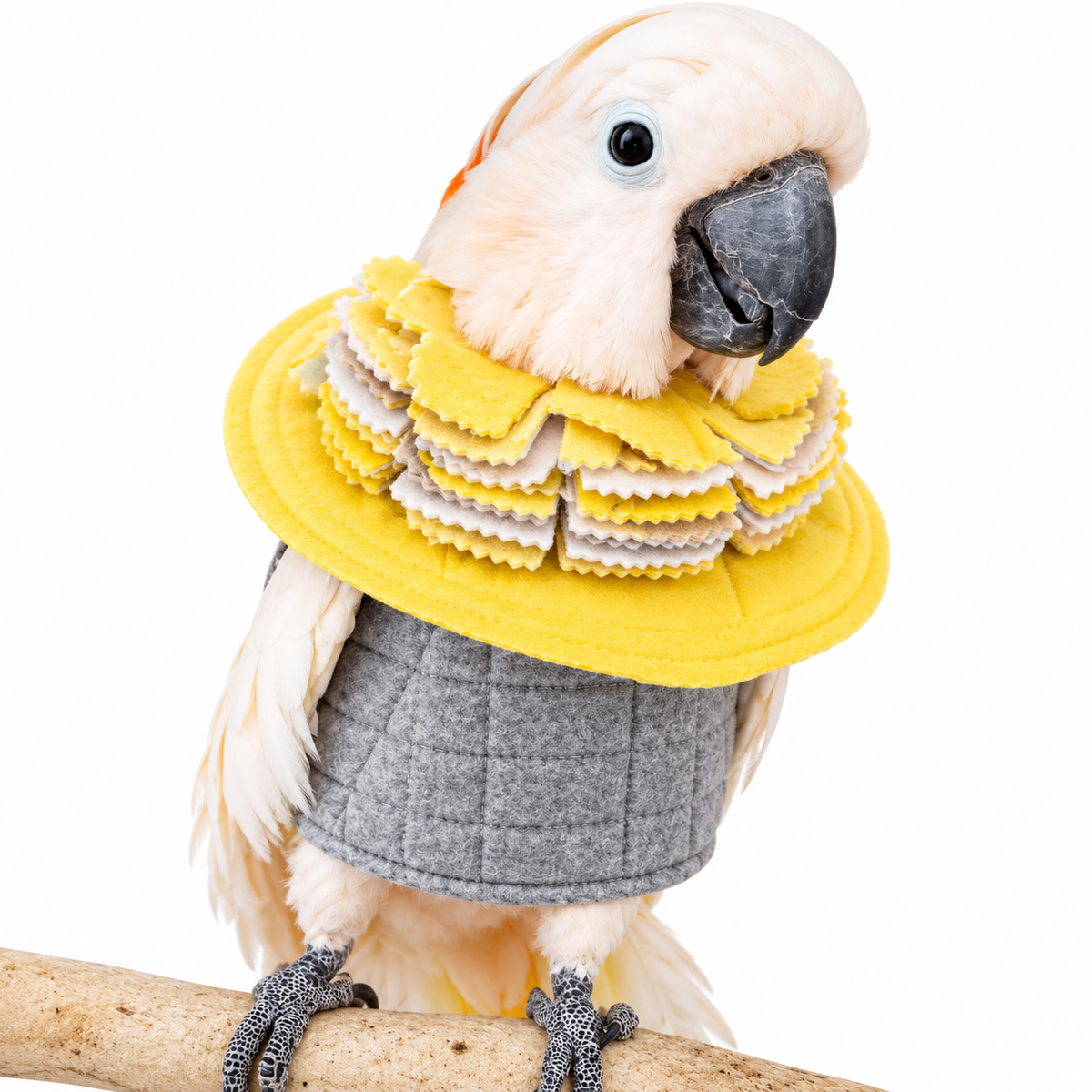 Cockatoo wearing a Fringy Cone collar and BeakGuard Vest, self-mutiilation combo, 
