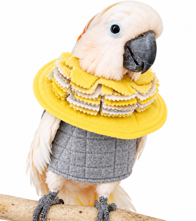 Cockatoo wearing a Fringy Cone collar and BeakGuard Vest, self-mutiilation combo, 