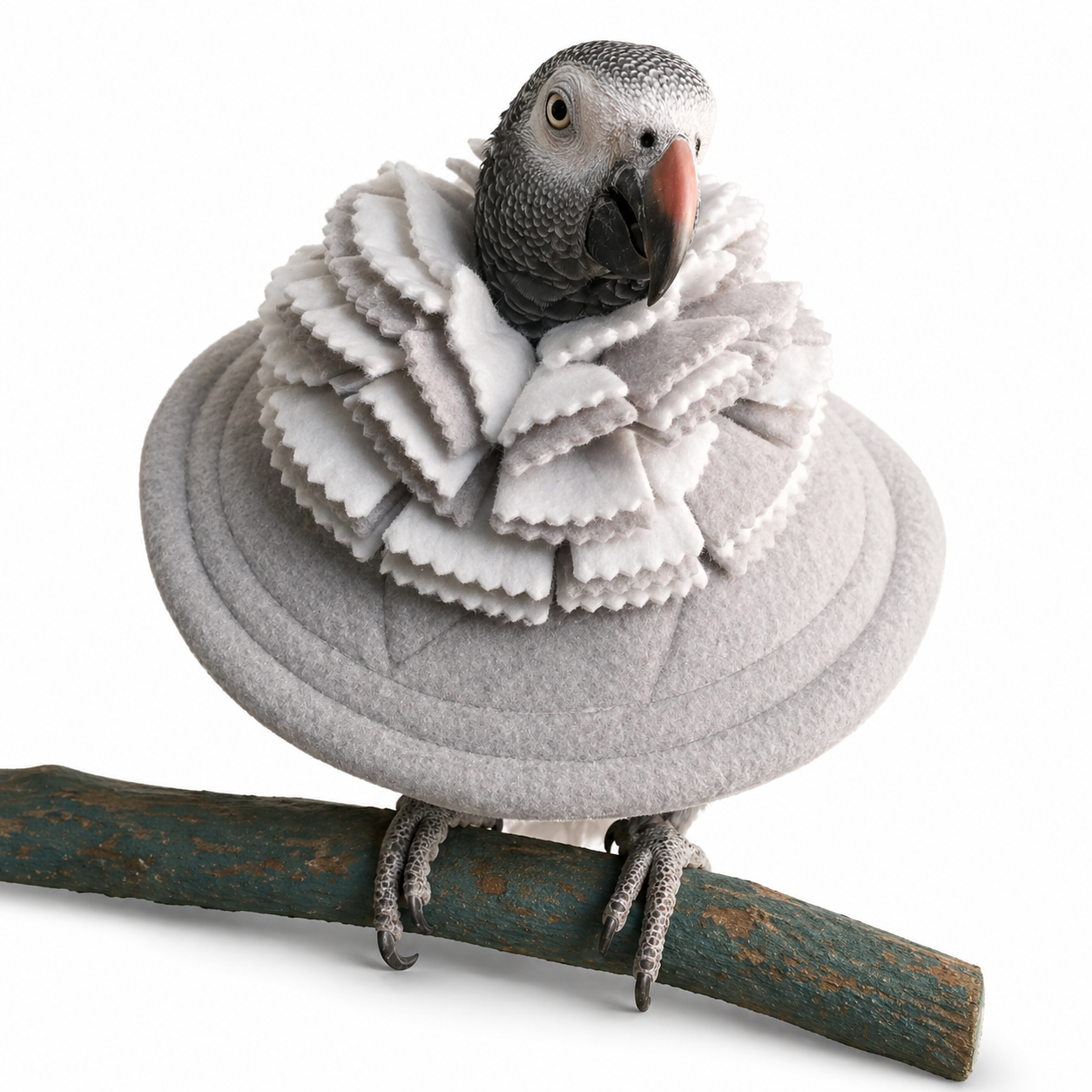 Gray parrot perched on a branch wearing a fringy cone bird collar for leg and under wing plucking