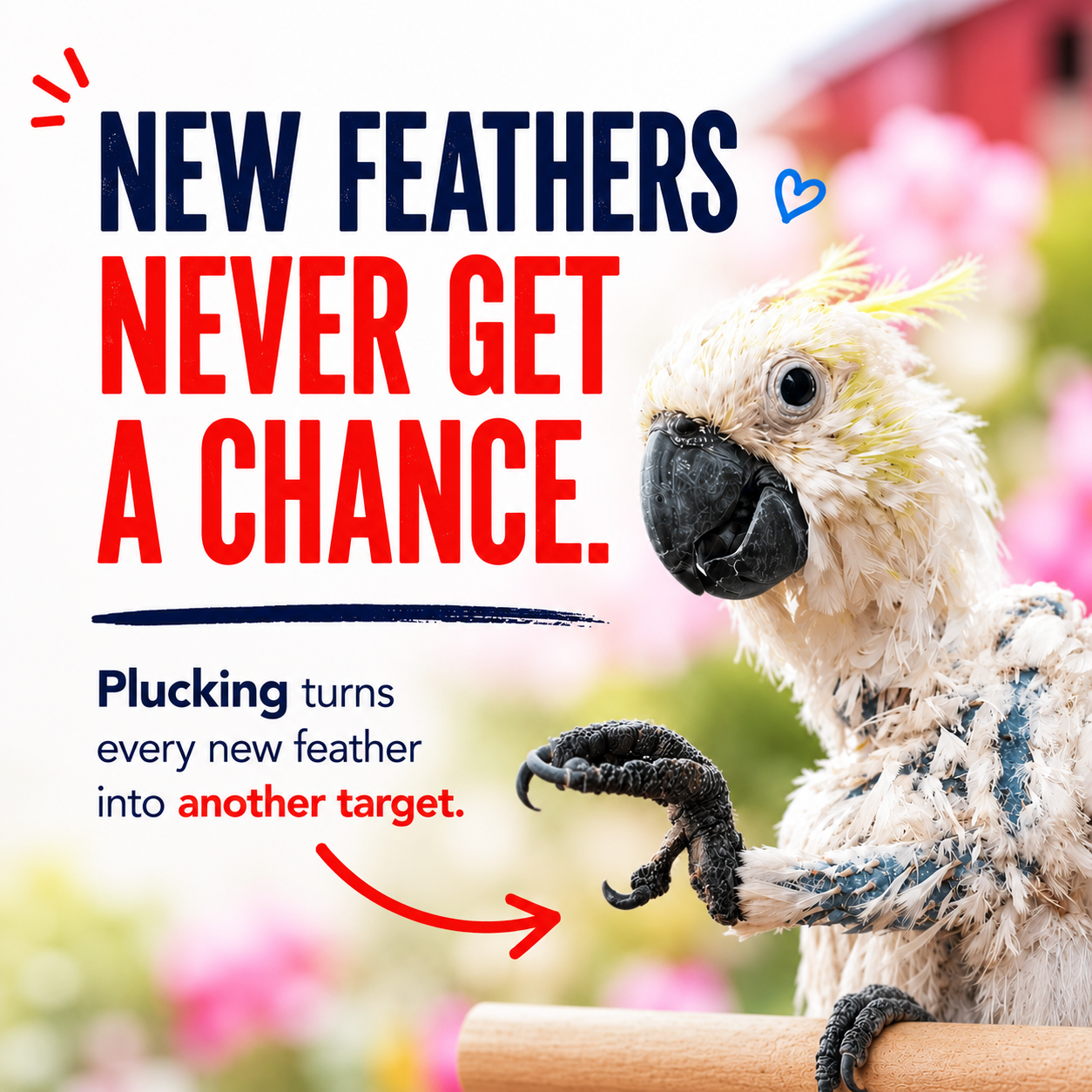 Plucked parrot with text about the addictive nature of feather plucking
