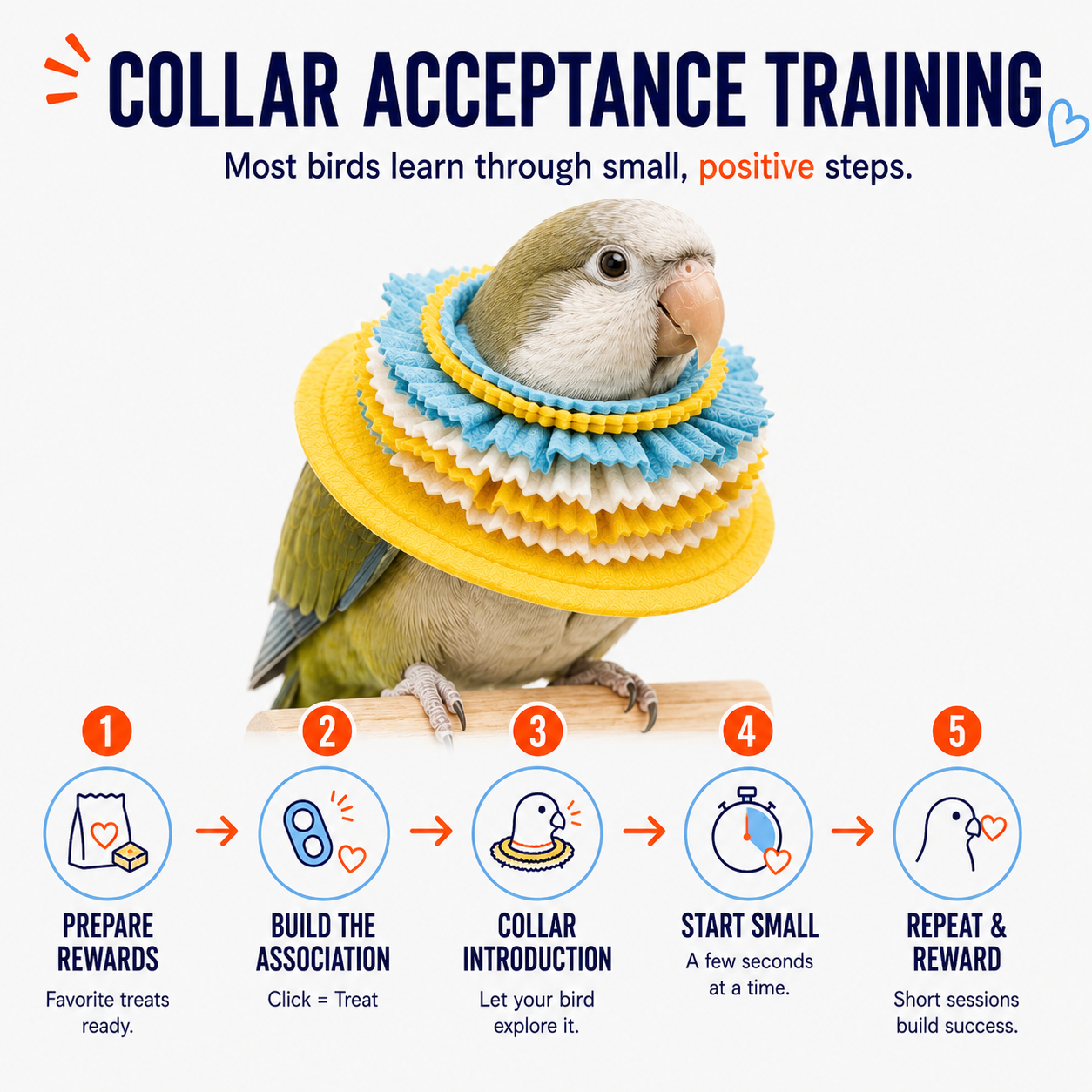 Bird wearing a colorful collar with training steps for acceptance on a white background