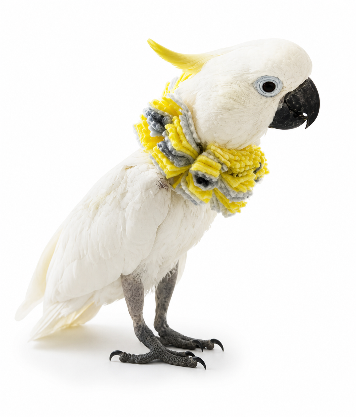 Cockatoo plucking legs in a fringy neck bird collar 