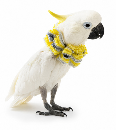 Cockatoo plucking legs in a fringy neck bird collar 