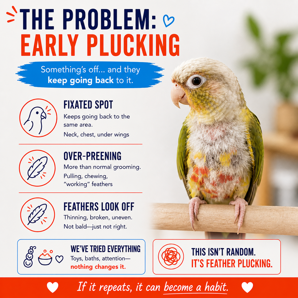 green cheek conure that has developed an over preening or plucking habit