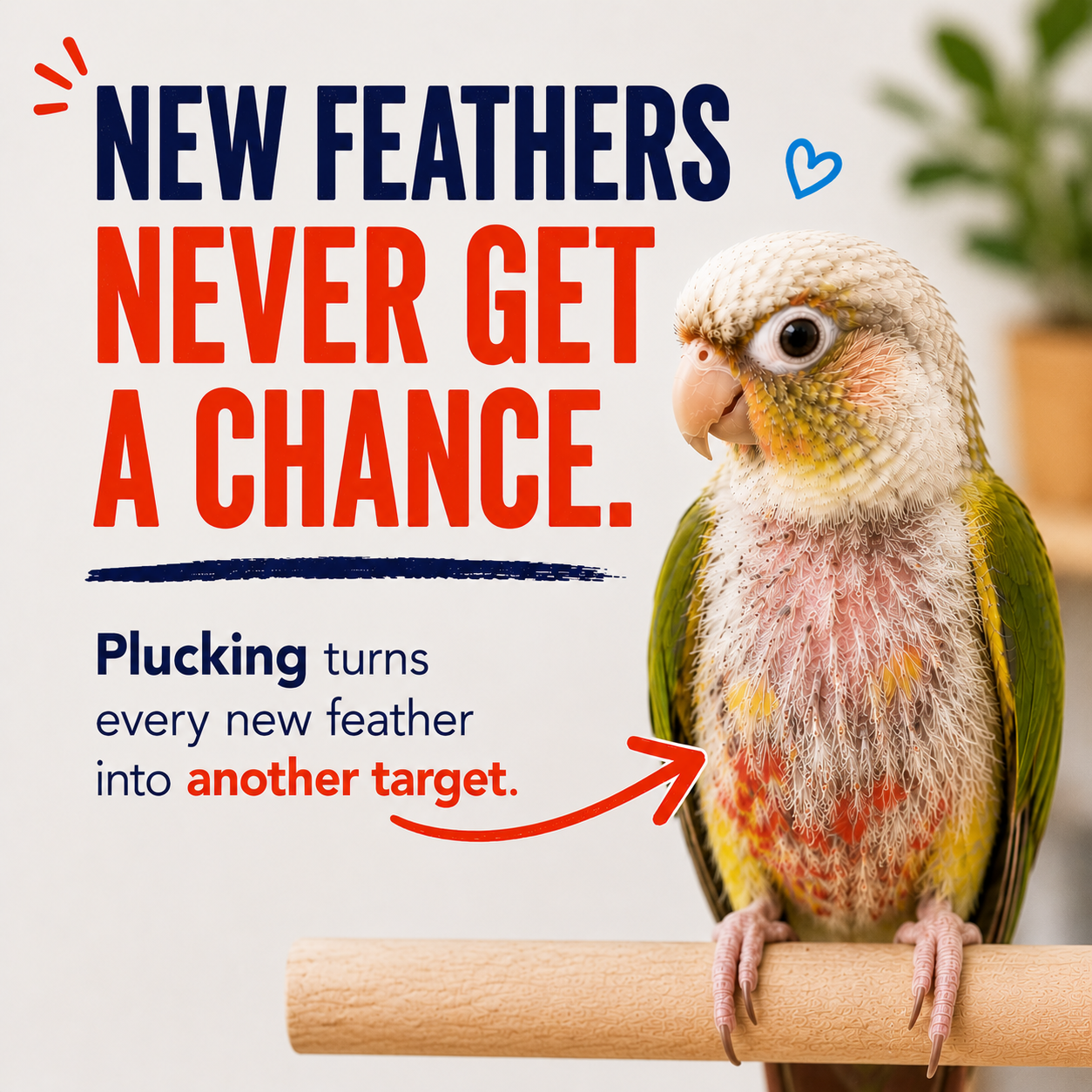 Plucked bird with text about how bird owners worry about how to curb feather plucking
