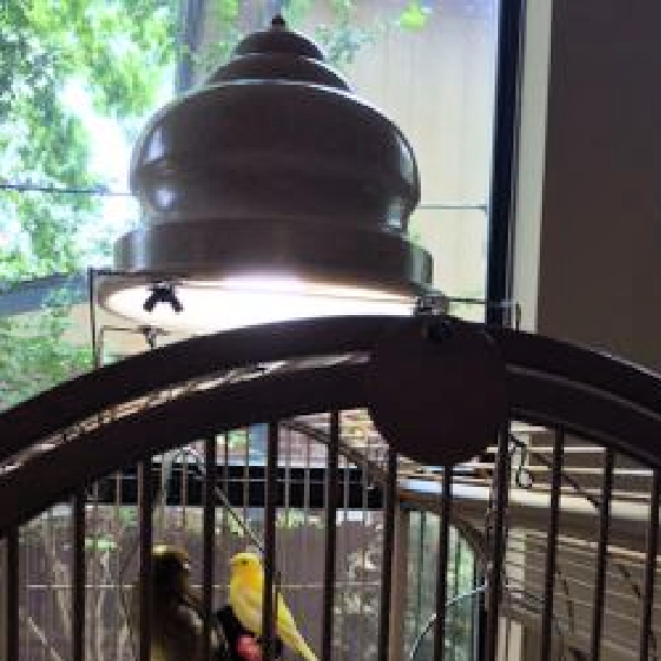 Capital Universal Full Spectrum Light for Birds by Featherbrite ...