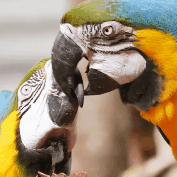 hormonal behavior in parrots