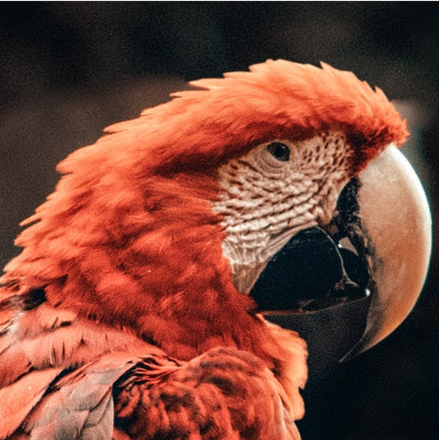 Trust UnRuffledRx for pet bird care
