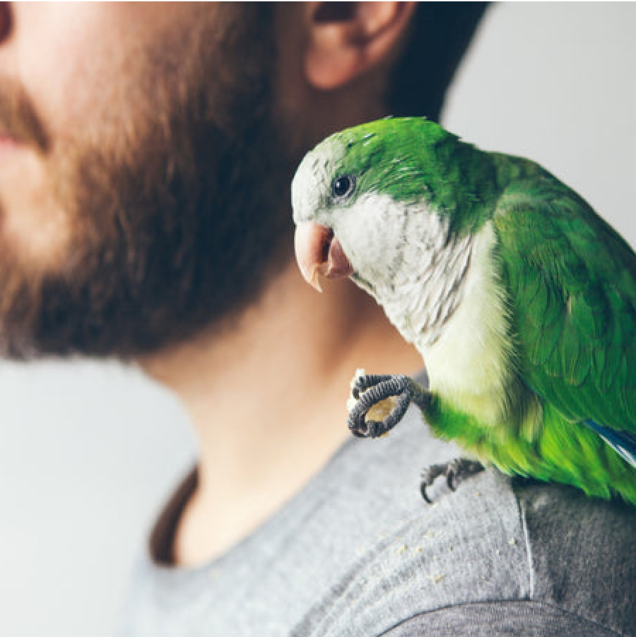 Trust UnRuffledRx for pet bird care