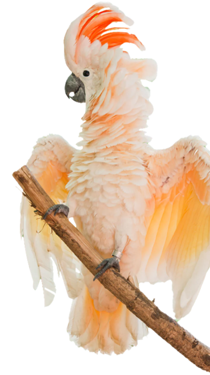 How To Say Goodbye To Feather Plucking