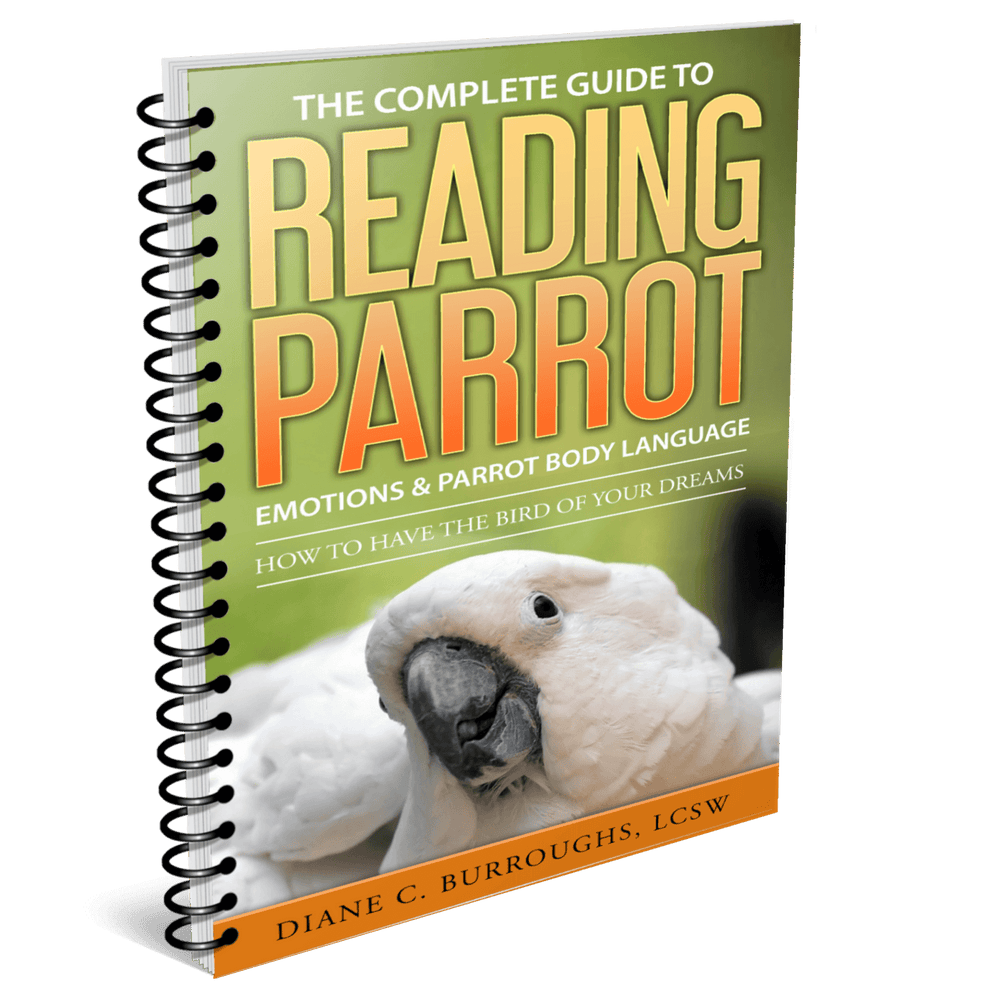 Bird Body Language: What is Your Bird Really Saying?
