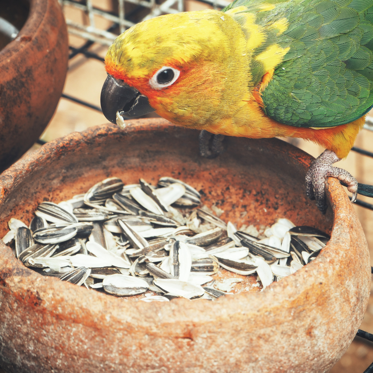 bird vitamins for picky eaters