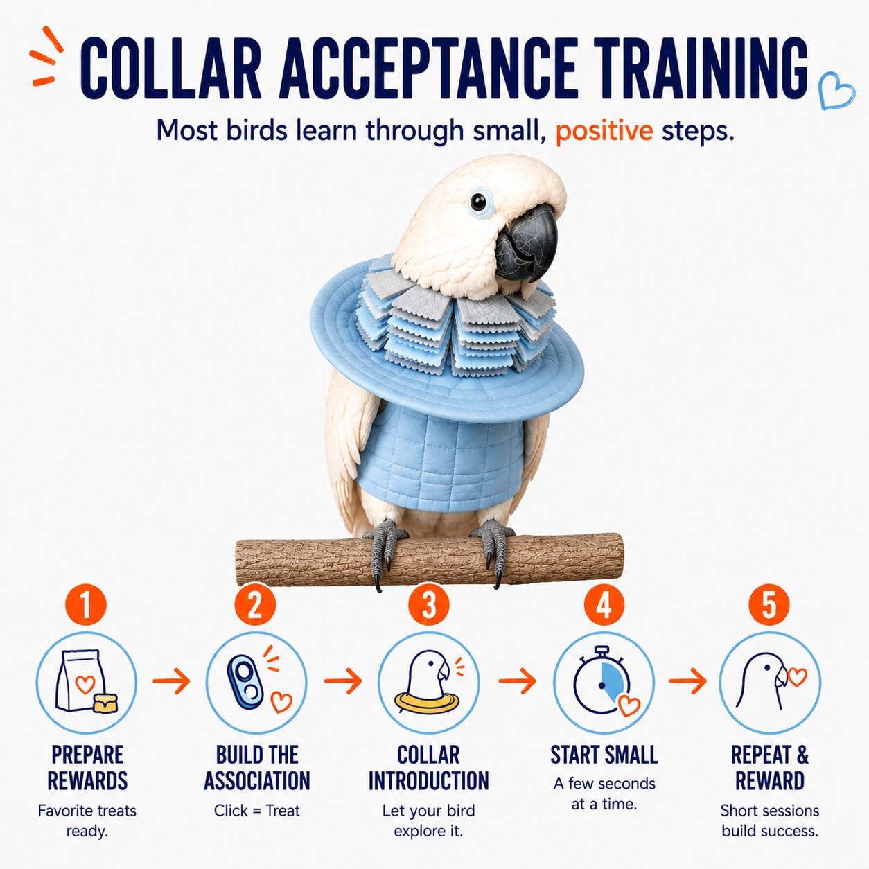 Bird wearing a blue training collar with steps for collar acceptance training on a white background.