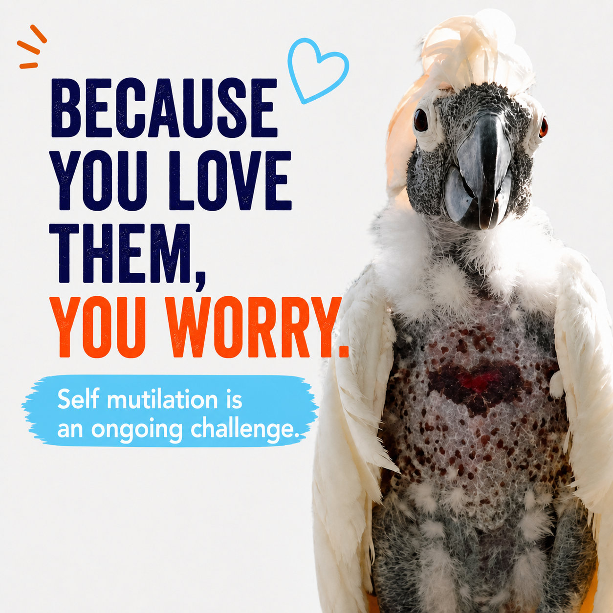 Image of how heartbreaking it is to worry about bird self mutilation