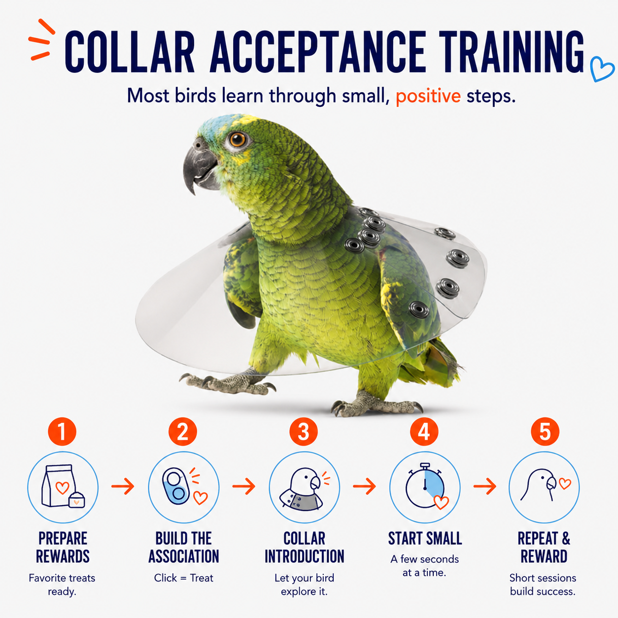 Green parrot wearing a training collar with step-by-step guide for collar acceptance training on a white background.