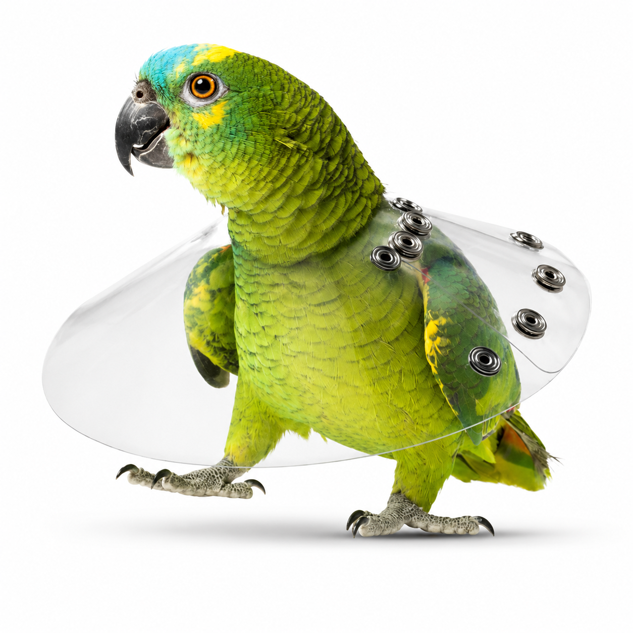 Amazon parrot wearing a transparent medical grade bird collar on a white background