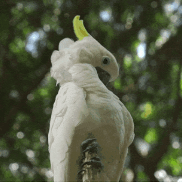 UnRuffledRx Bird Collars