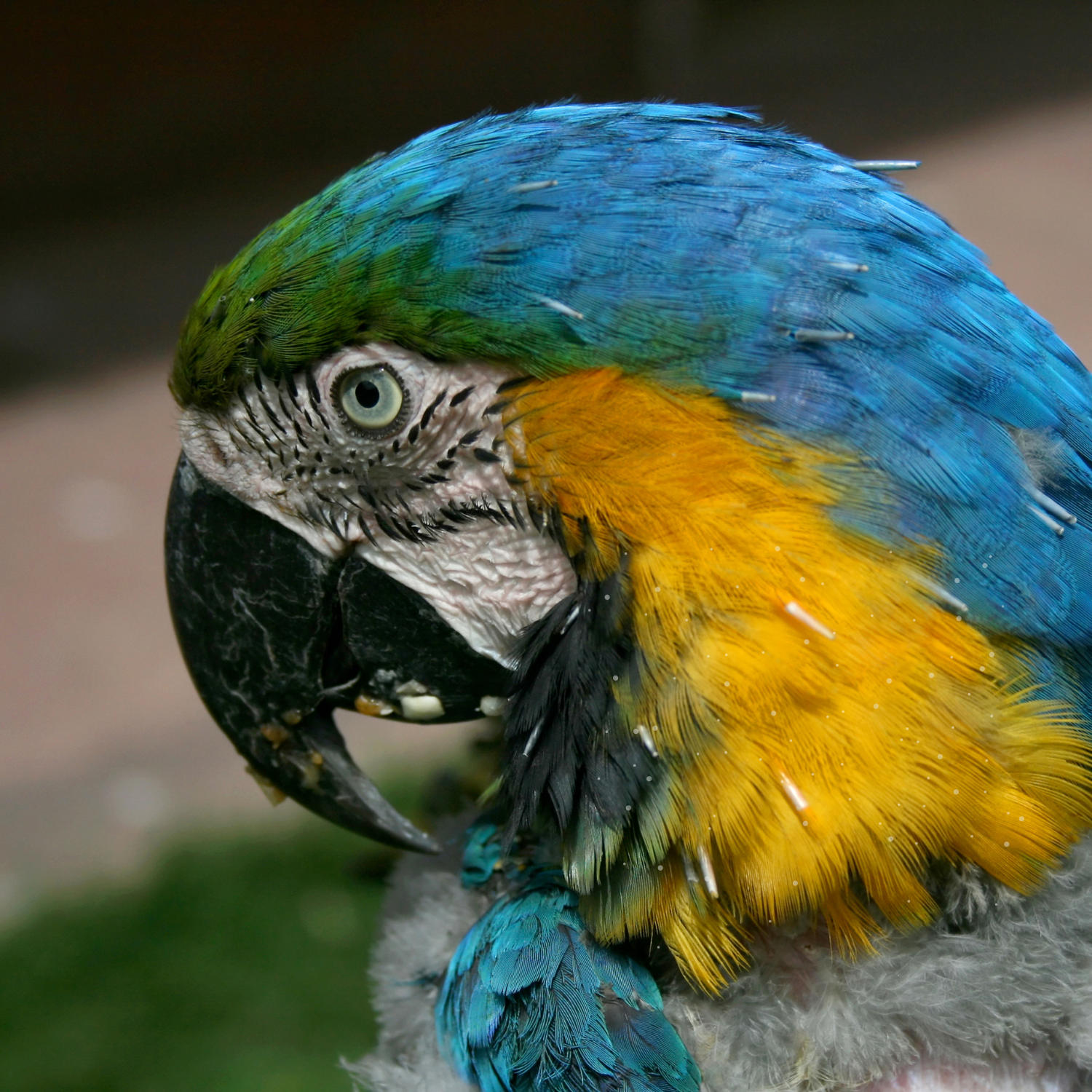 old parrot