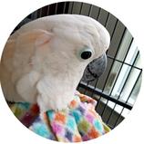 Velcro Cone Bird Collar