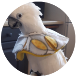 Take the bird collar quiz