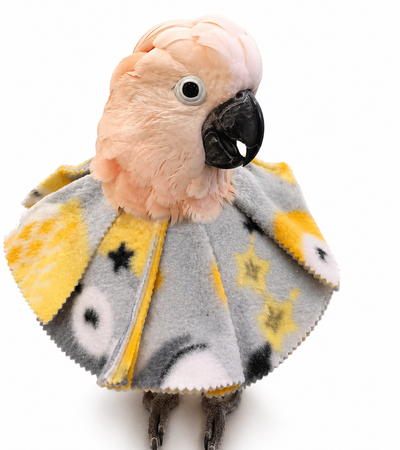 Parrot wearing a velcro cone bird collar to deter feather plucking