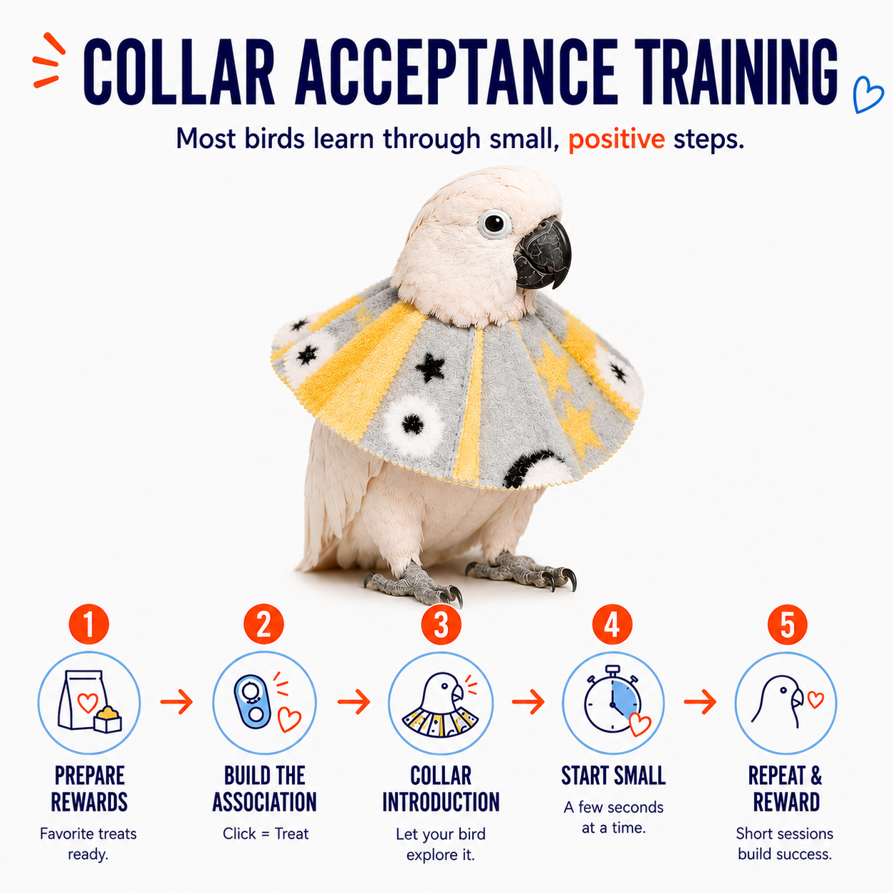 Parrot wearing a colorful cape with collar acceptance training steps on a white background