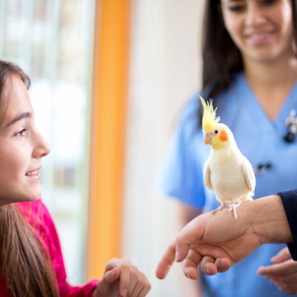 Parrot health and wellness