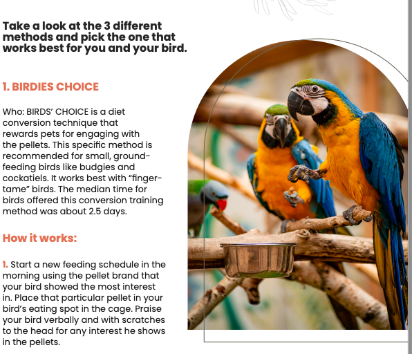 Colorful parrots eating at a bird feeder, illustrating how to convert a bird to pellets effectively.