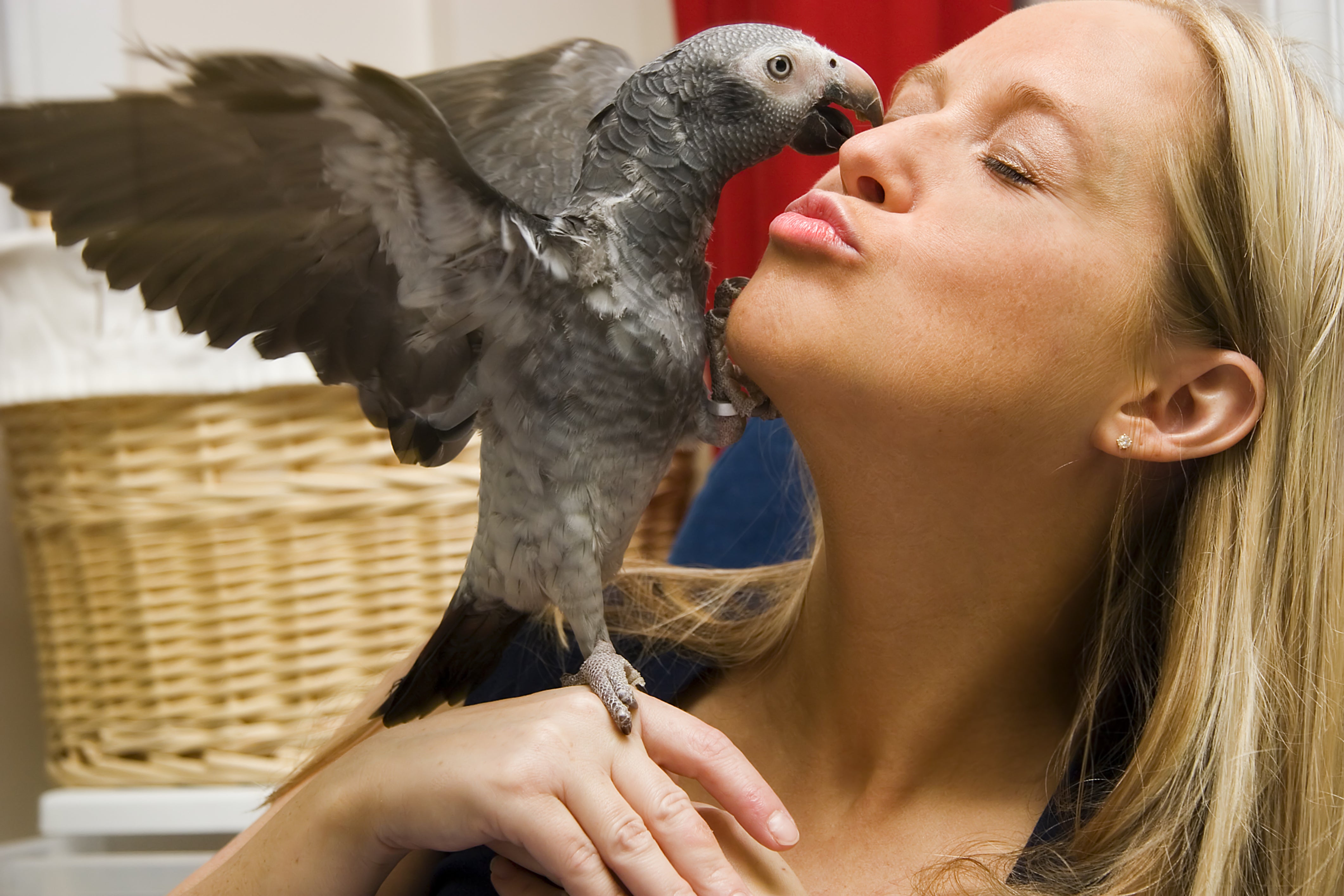 Bird Behavior Consultation From A Licensed Behaviorist