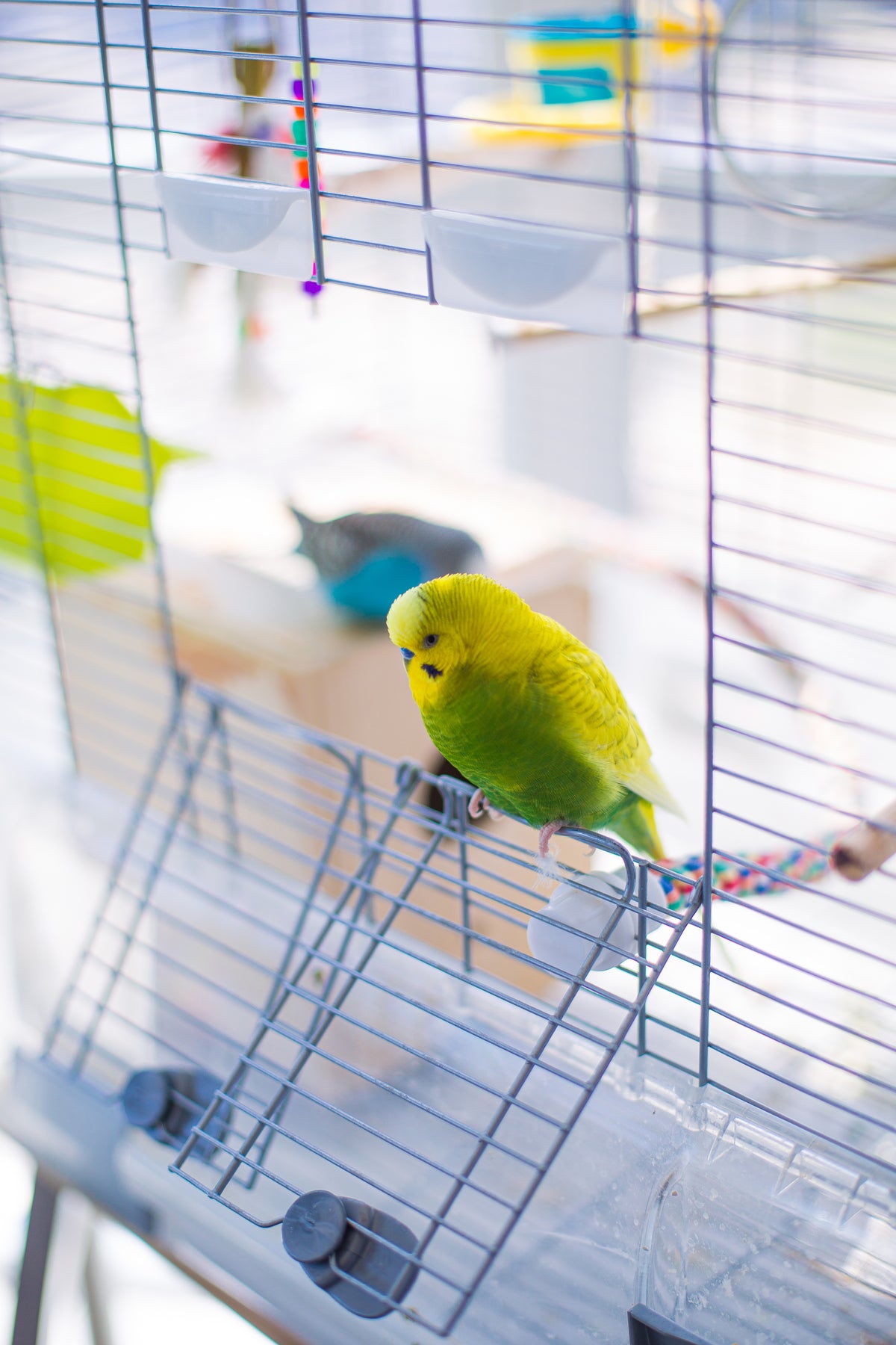 Rescued bird