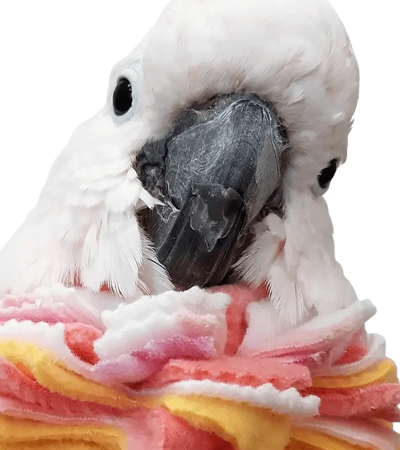 Fringy Neck Wrap Bird Collar for Feather Plucking