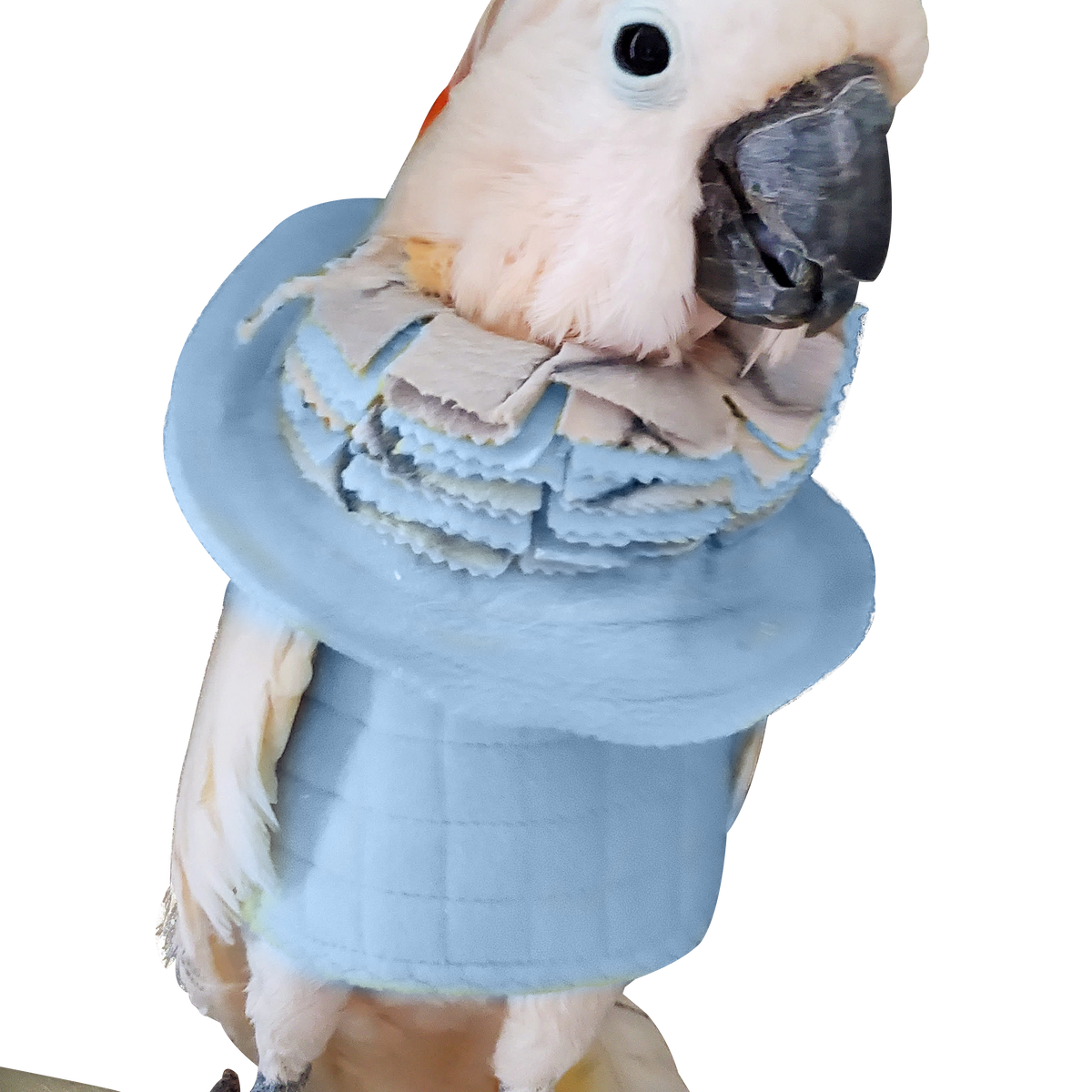 Bird Self Mutilation Combo, Bird Vest Collar Small Assorted Fringy Cone Collar