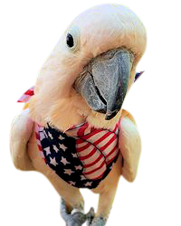 Peachy sporting his patriotic birdie bandana