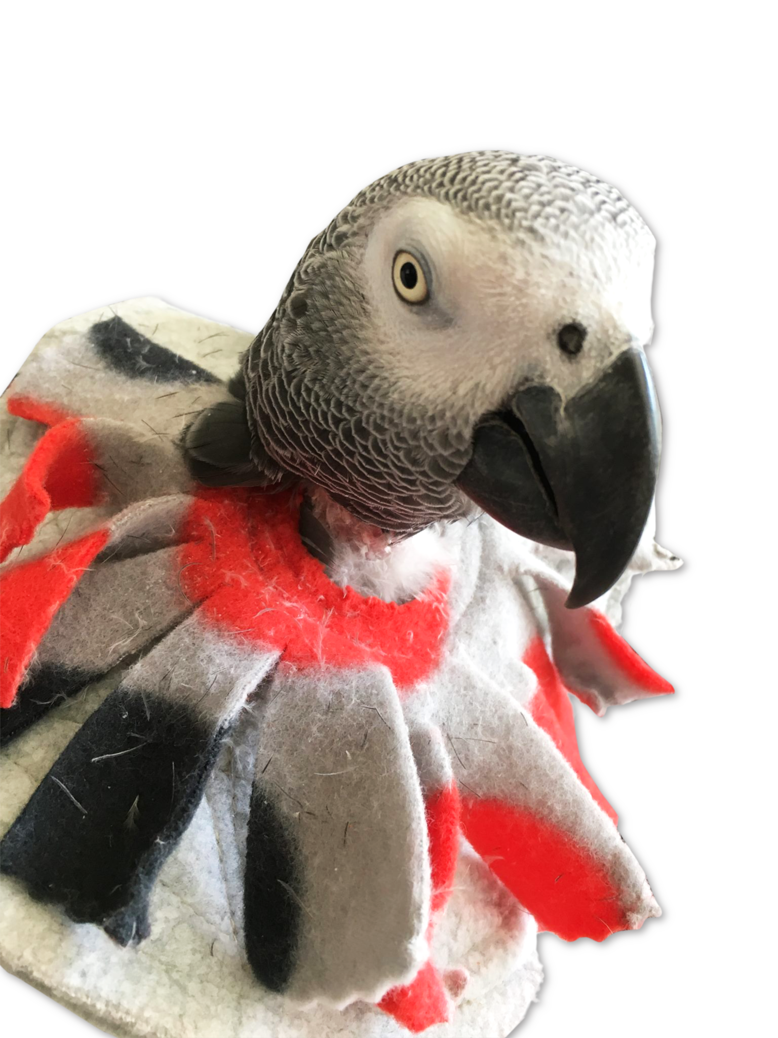 UnRuffledRx collar for birds