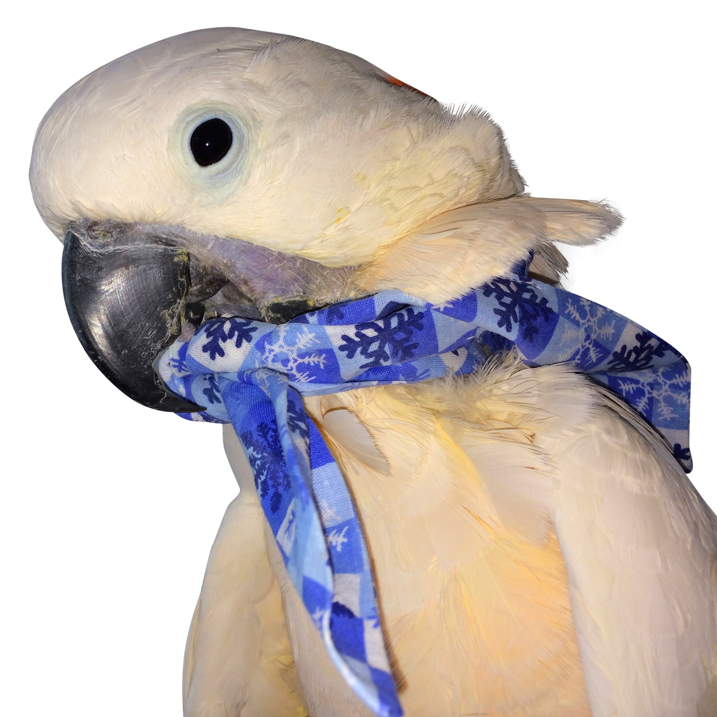 DYI birdie bandana pattern