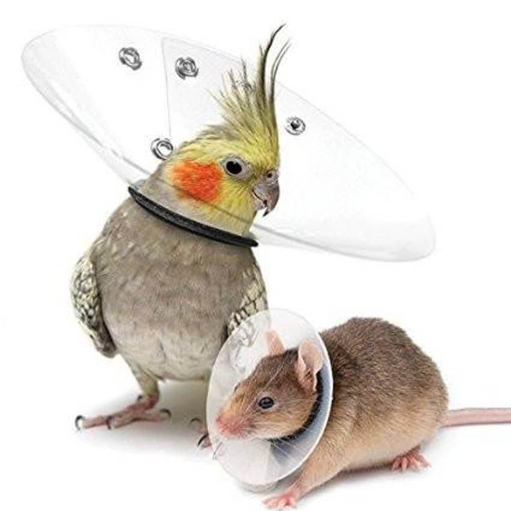 Bird online elizabethan collar