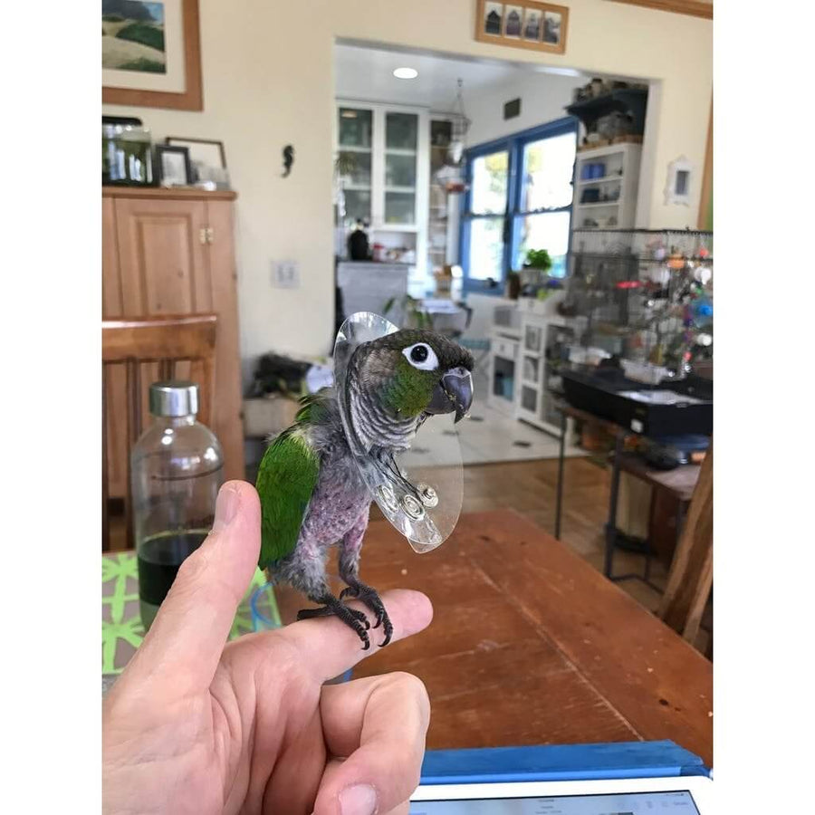 SafT Shield Stiff Bird Collar For Feather Plucking Birds