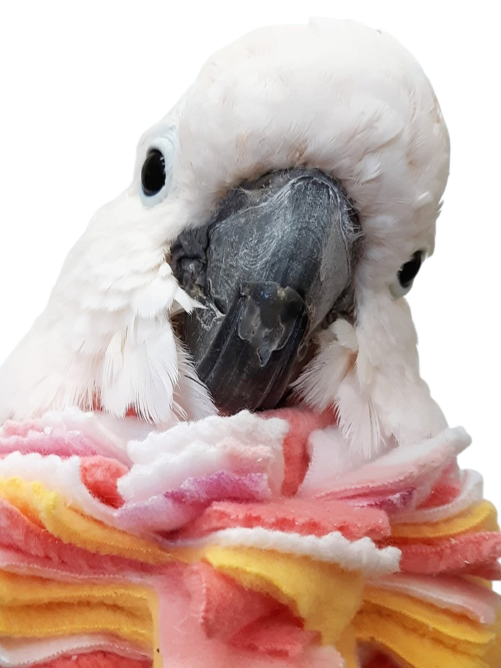 Fringy Neck Wrap Bird Collar 