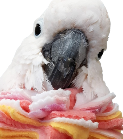 Fringy Neck Wrap Bird Collar 